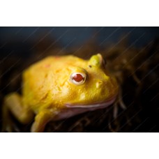 Rana Pacman Pikachu - Ceratophrys cranwelli